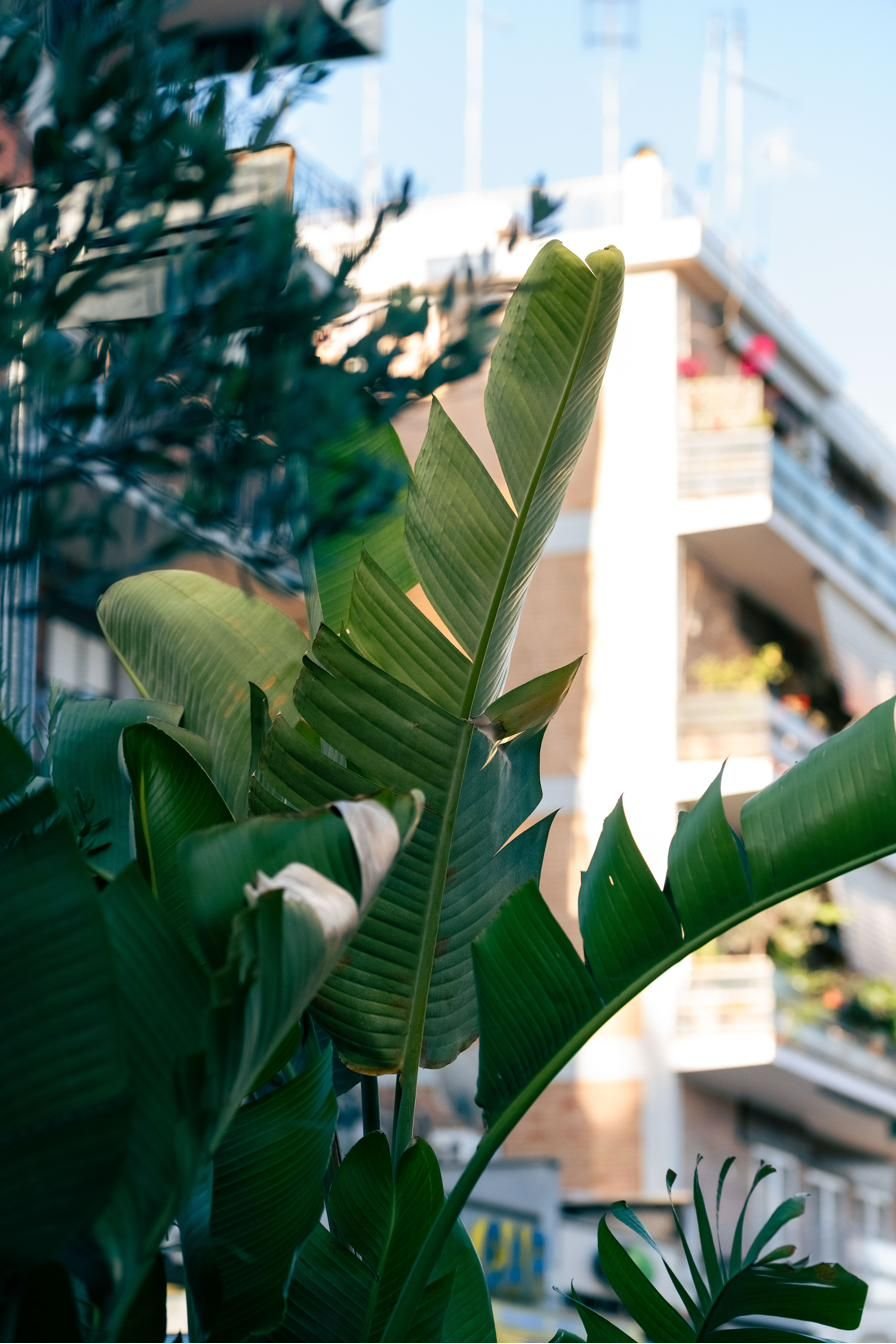 Piante tropicali all&rsquo;ingresso del dehors